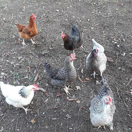 Apartament Quatre Saisons Pressac Zewnętrze zdjęcie